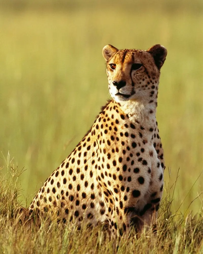 Maravillas de Tanzania (Safari)